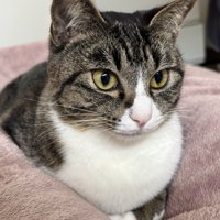 毛布の上で香箱座りする猫