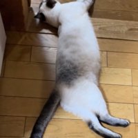 伸びをする猫