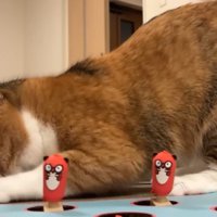 爪とぎをするきなこちゃん