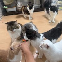 おやつを食べる猫