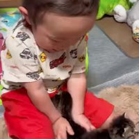 赤ちゃん猫を撫でる