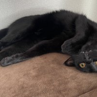 寝そべって遠くを見つめる猫