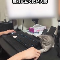 パソコンデスクに子猫