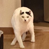 不思議なポージングの猫