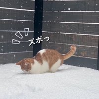 前足が雪に埋まる猫