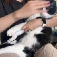 抱っこされている猫