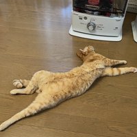 仰向けの猫