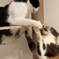 ケンカする二匹の猫