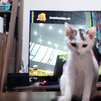 子猫
