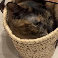 かごに入っている猫の写真2