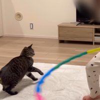 フラフープに驚く猫