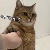 前脚で人の手を阻止する猫（いいですから）