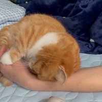 肉球を撫でていた飼い主の手に頭をくっつける猫