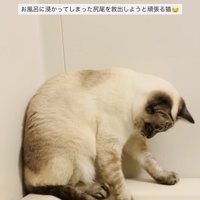 湯船に浸かった尻尾を救い出そうとするシャムミックス