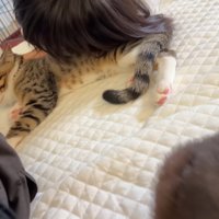 むぎくんのお腹枕