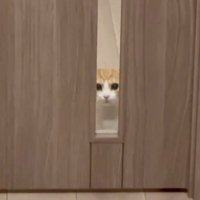 娘さんを見る猫