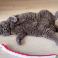 室内にいる猫