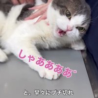怒っている猫
