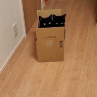廊下の箱の中に入る猫