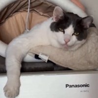 カメラ目線の猫