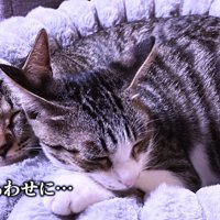 くっついて寝る2匹の猫