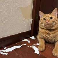 壁紙をはがした茶トラ猫