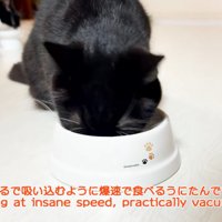 ご飯を食べる猫