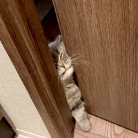 ドアをこじ開けようとするマンチカン