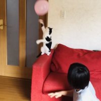 風船でバレーボールをする2人の男の子とハチワレ猫