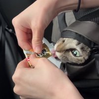 リュックの隙間から顔を覗かせている舌がブレた猫