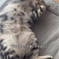 絨毯の上で寝ている猫