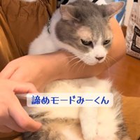抱っこされて爪切り中の猫