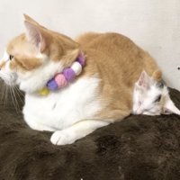 先住猫の体の下で眠る子猫