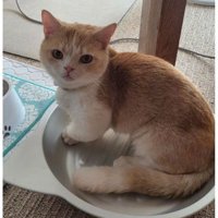 室内にいる猫