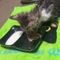 ご飯を食べている子猫