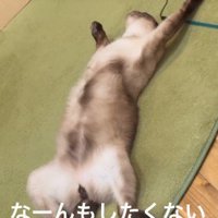 何もしたくない猫
