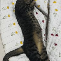 布団の上で伸びるキジトラ猫