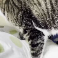 枕へ移動するおでこちゃん2