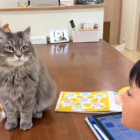 男の子とテーブルの上の猫