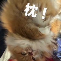 「枕」と書かれた写真2