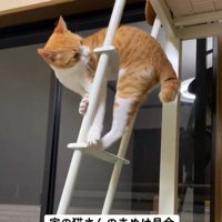 後ろを向く猫