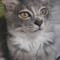座る猫