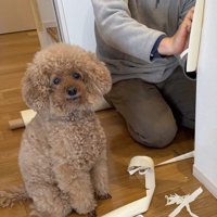 壁紙を貼る飼い主の隣に座る犬