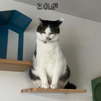 キャットウォークに乗る猫