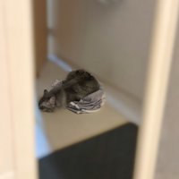 床に上半身をくっつける猫