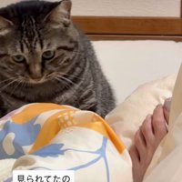 気まずそうに目を逸らす猫