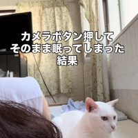 眠るママの隣に座る白猫