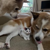 前を見て固まる子猫