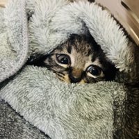 タオルにくるまれている子猫