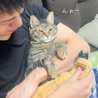人に抱かれている猫